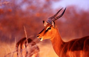etosha impala bis