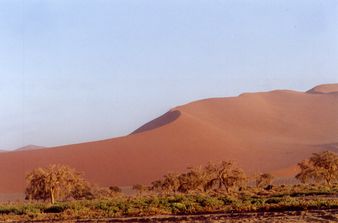 Desert Namib - arbres et dunes