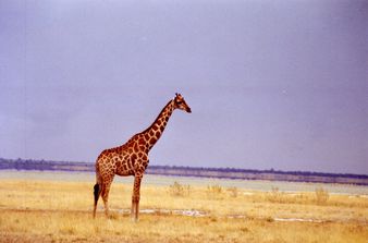 etosha girafe