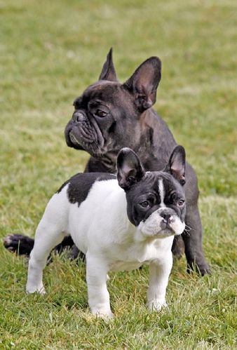 bouledogue_francais_bebe.jpg