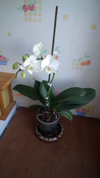 orchidée1
