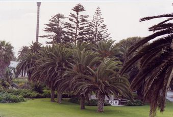 swakopmund - palmiers