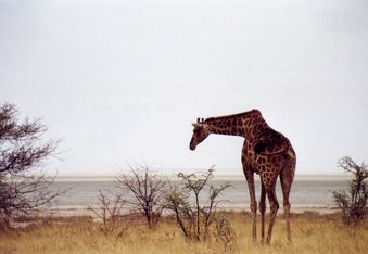 etosha girafe -2