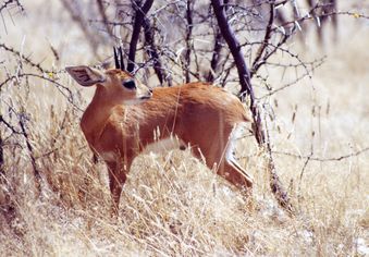 etosha petite antilope