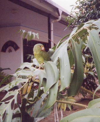 Amazonie - oiseau