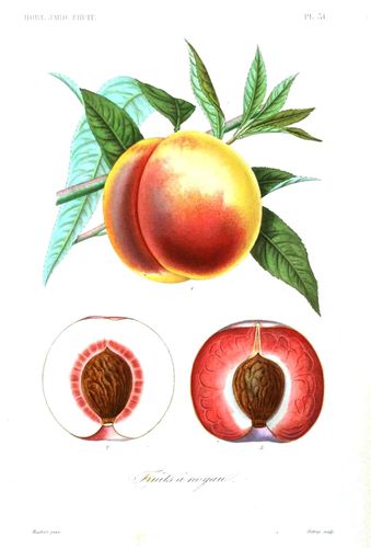 Botanical%20-%20Fruits%205%20-%20Peach