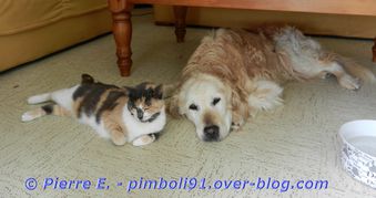 chien-et-chat-02.JPG