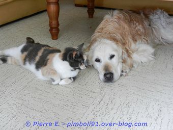 chien-et-chat-04.JPG