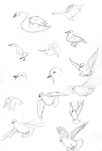 oiseauxvaries2.jpg