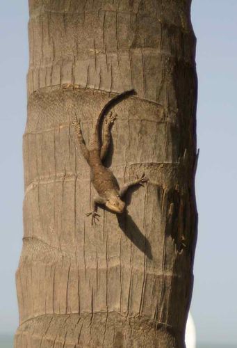 011-Un-lezard-dit--Margouilla--jpg