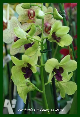 Orchidee DSC02061 (Medium)