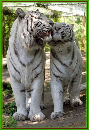 Couiple-tigres.jpg