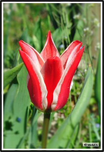 2012-04-Tulipe 02-A