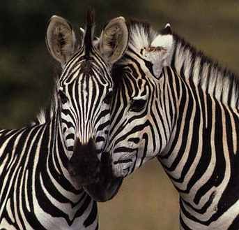 sur les zèbres Zebre