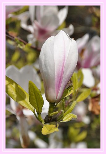 Magnolia-bouton.jpg