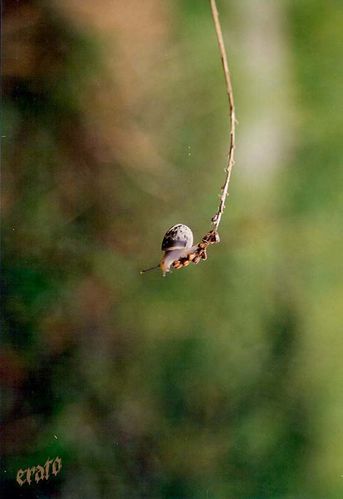 bb-escargot-2.jpg