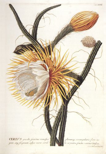 Johann_Jacob_Haid_Cereus.jpg