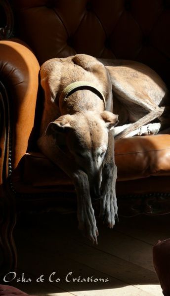 sleeping-spanish-greyhound--Oka---Co-Creations.jpg