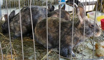 image025