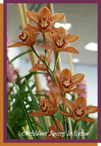 Orchidee-DSC02106--Medium-.JPG
