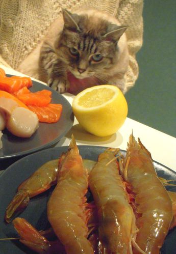 le cat et les crevettes blog lola overblog regard de tueur