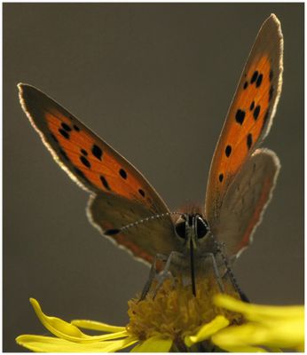 Papillon---Cuivr--Commun-034