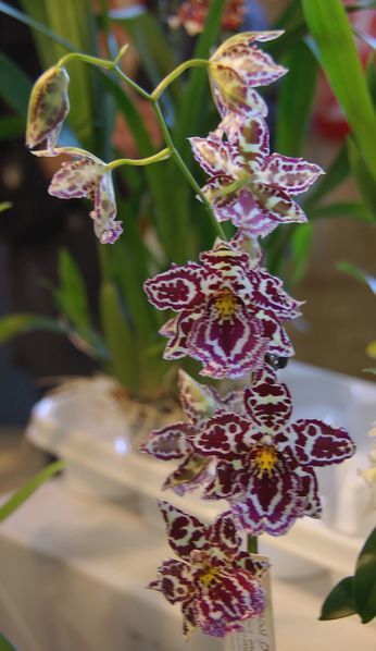 Orchidees-15.jpg