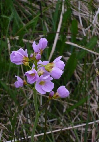 cardamine