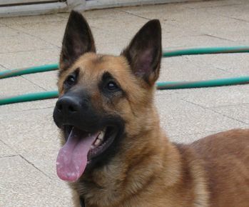 VINCE - Malinois 7 ans (6 ans de refuge) - ARPA A RIS ORANGIS (91) Vince_portrait