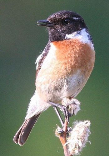 419px-European_stonechat2.jpg