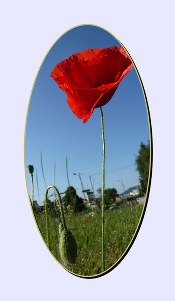 coquelicot6