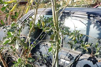 voiture.JPG