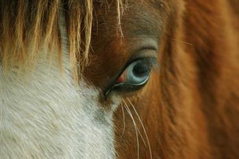 Cheval-1.jpg