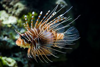 poisson-pterois-a-antennes-wiki.jpg