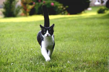 chat-noir-et-blanc.jpg