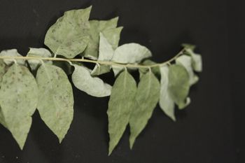 feuilles de stargooshe (mani cai)
