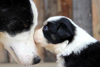 cril-and-chiots--12-.JPG