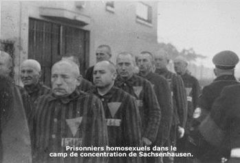 homo-copie-1