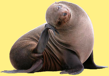 animal otarie namibie cape cross otarie 00 art