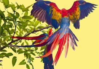 animal oiseau perroquet ara de macao (ou rouge) 00 art