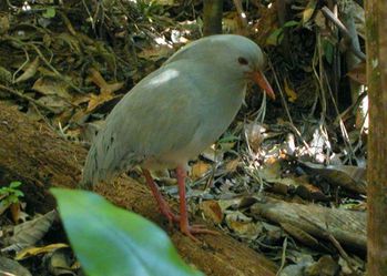 Cagou-nouvelle-caledonie-glen-fergus-wikimedia.jpg