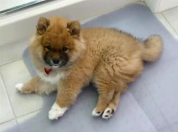 chiot-shiba-poils-longs