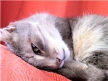 CHAT