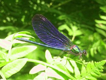 Libellule_bleue-calopteryx_virgo--Bretagne-ewenRD.jpg