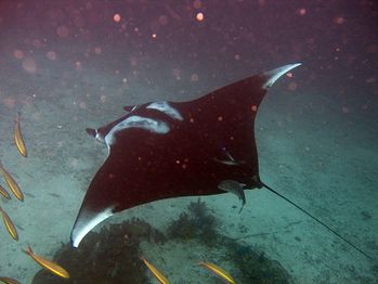 raie-Manta_birostris-Thailand3.jpg