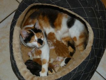 inka-et-ses-chatons.jpg