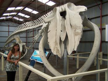 0059.Squelette de baleine bleue de 22 m - Albany
