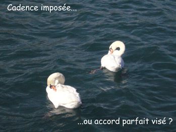cygne 2a