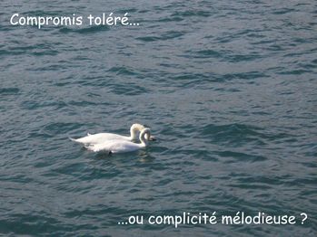 cygne-4.jpg
