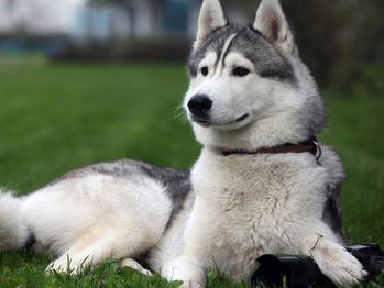 1_alaskan-malamute-enjoying.jpg